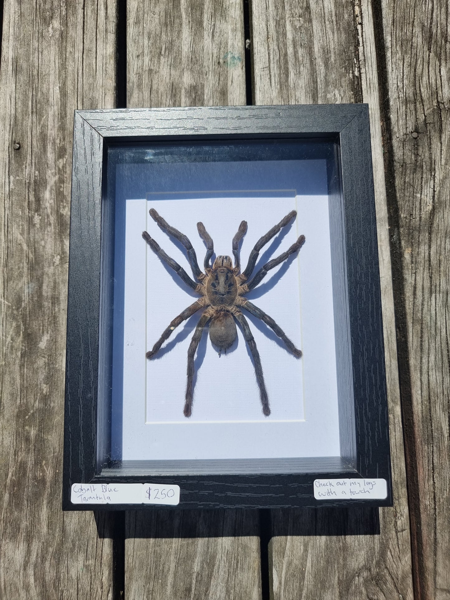 Framed Coblat Blue Tarantula #1