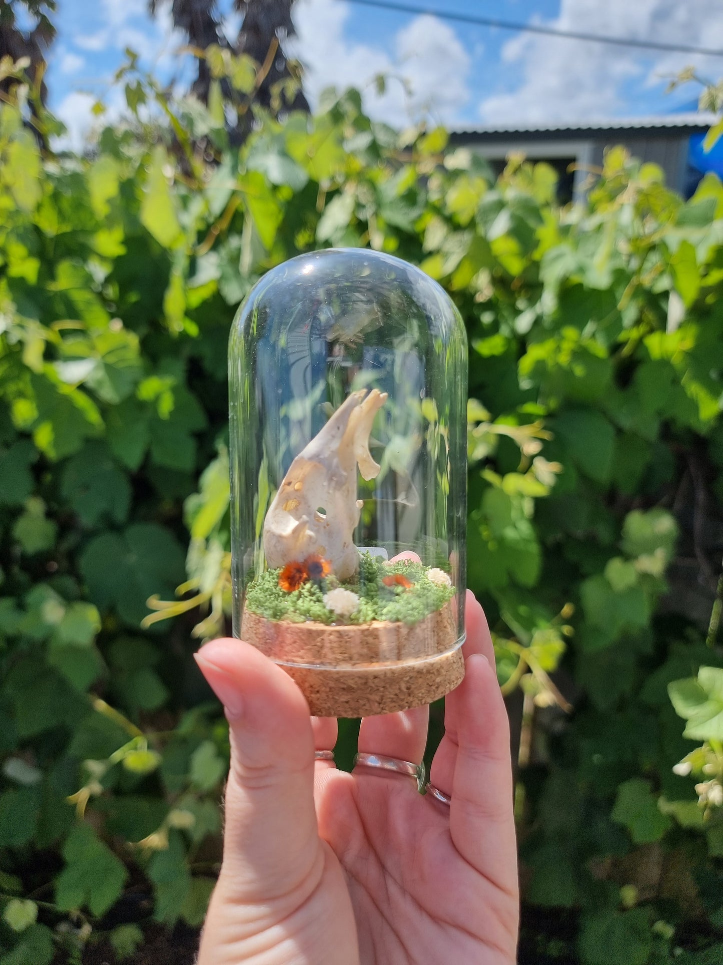 Partial Duck Skull Dome