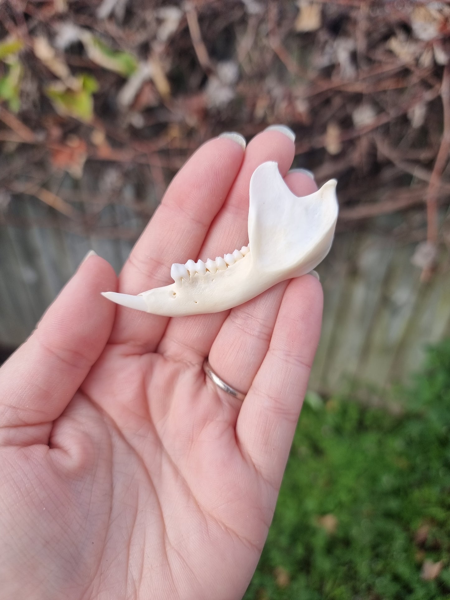 Possum Jaw With Teeth