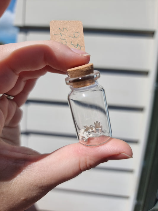 Small Verts bone Jar