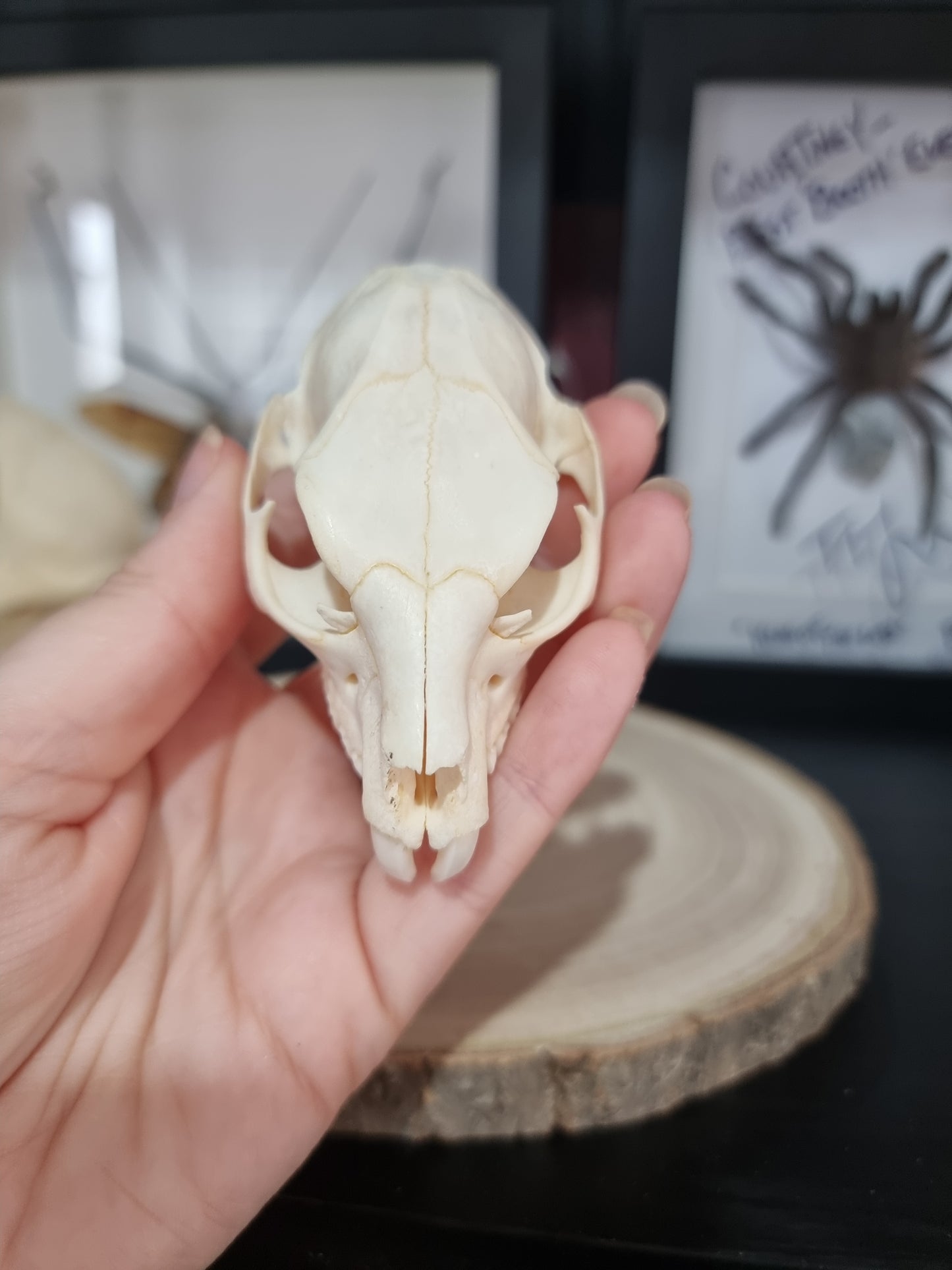 Rock Hyrax Half Skull #1