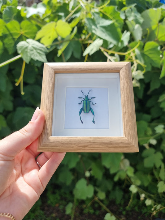 Mini Frog Leg Beetle Frame