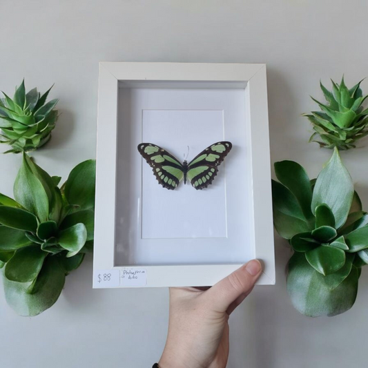 Framed Butterfly #9