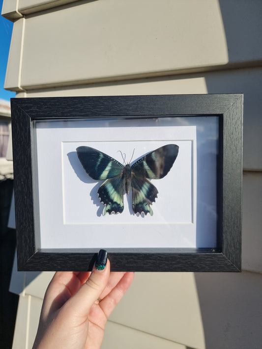 Framed Moth #2