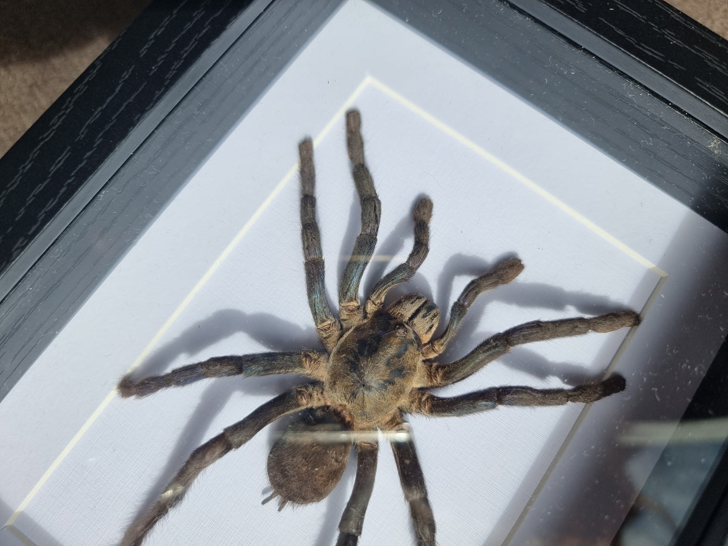 Framed Coblat Blue Tarantula #1