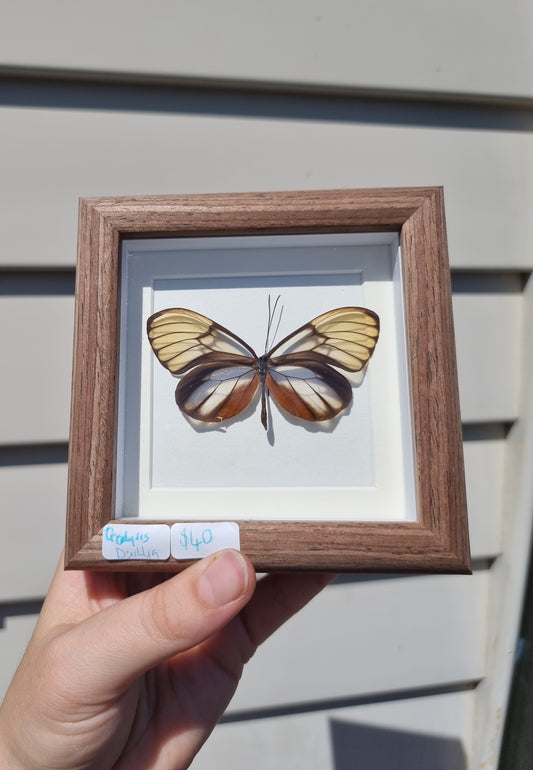 Mini Framed Godyris duillia Butterfly