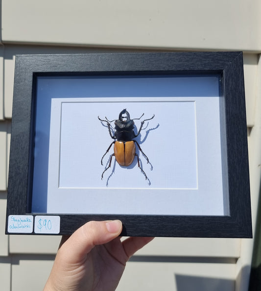 Framed Stag Beetle #1