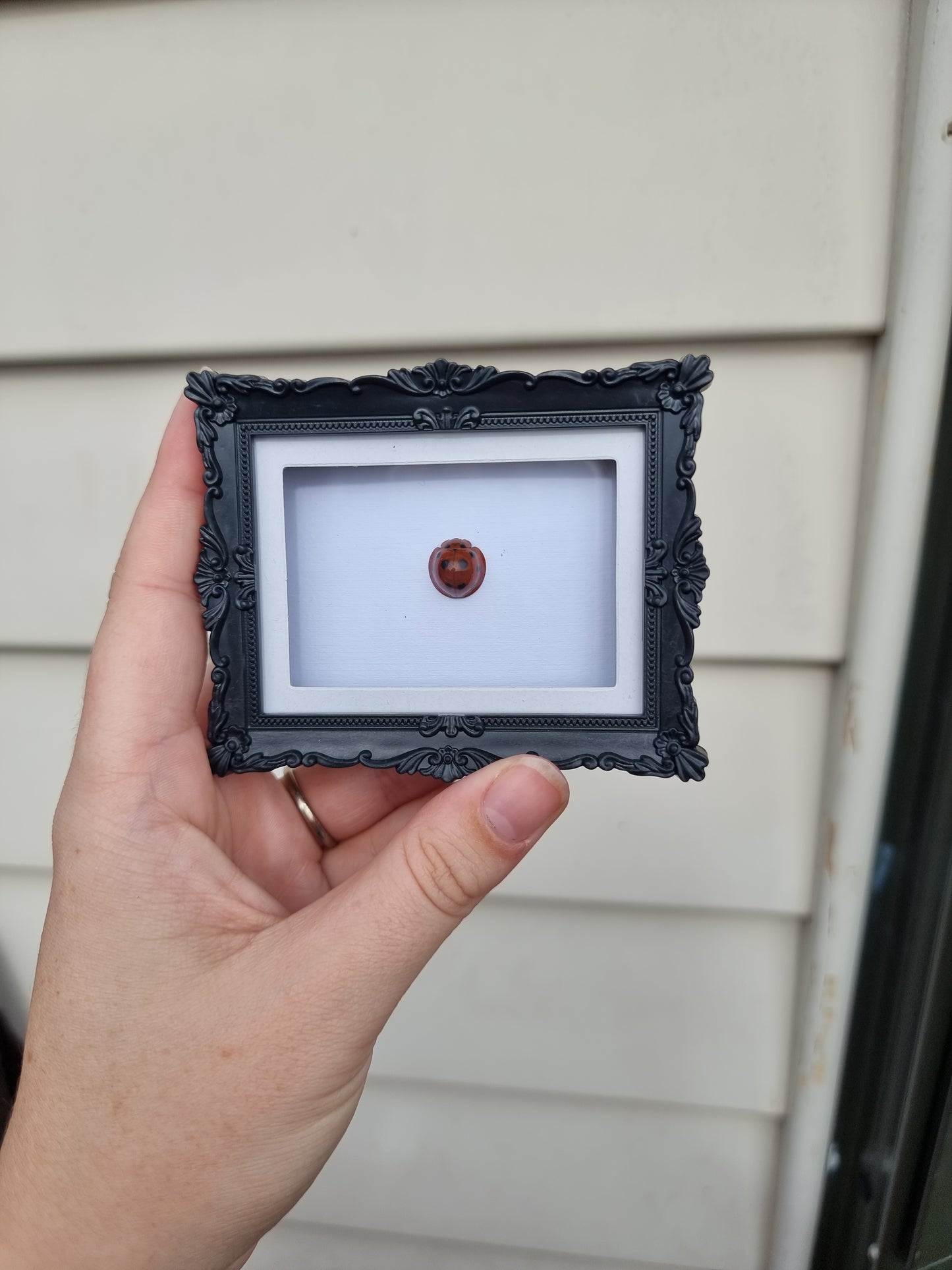 Mini Magnet Frame Ladybug #4