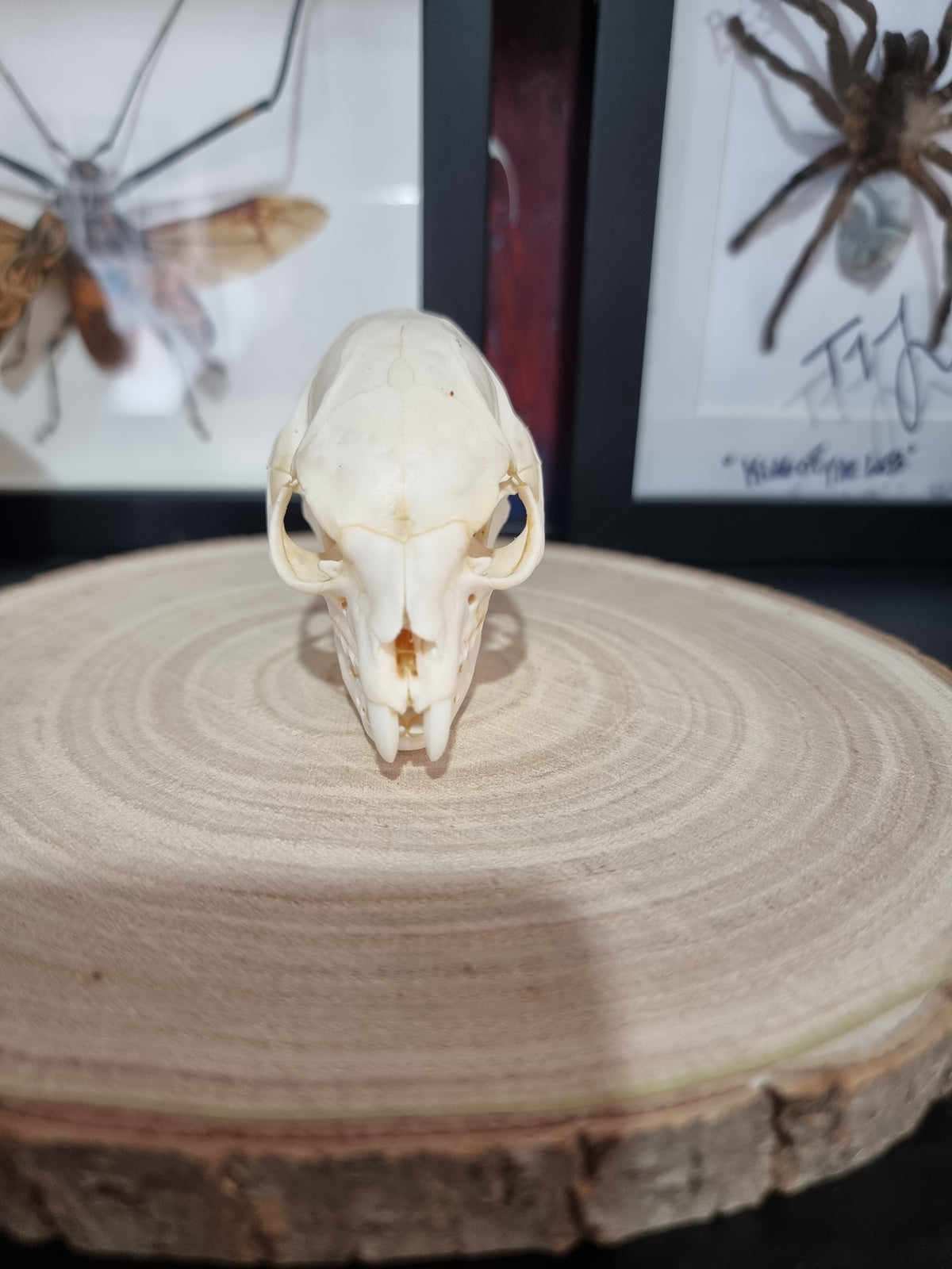 Rock Hyrax Skull #1