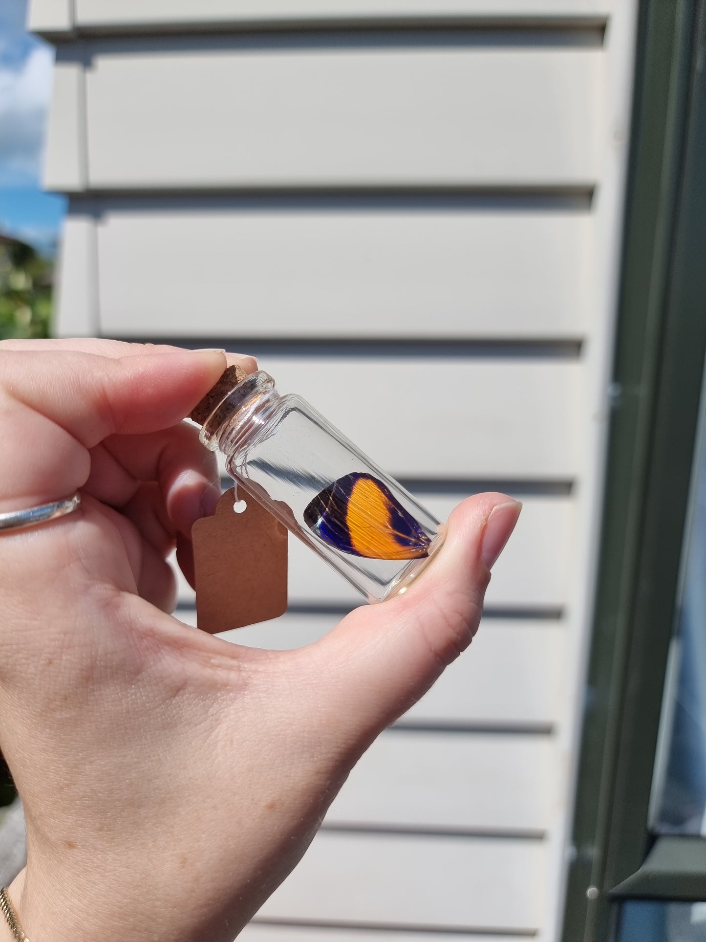 Medium Asterope Markii Butterfly Wing Jar