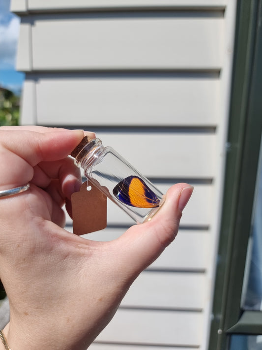 Medium Asterope Markii Butterfly Wing Jar