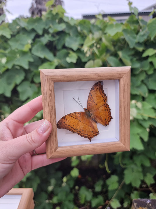 Mini Framed Butterfly