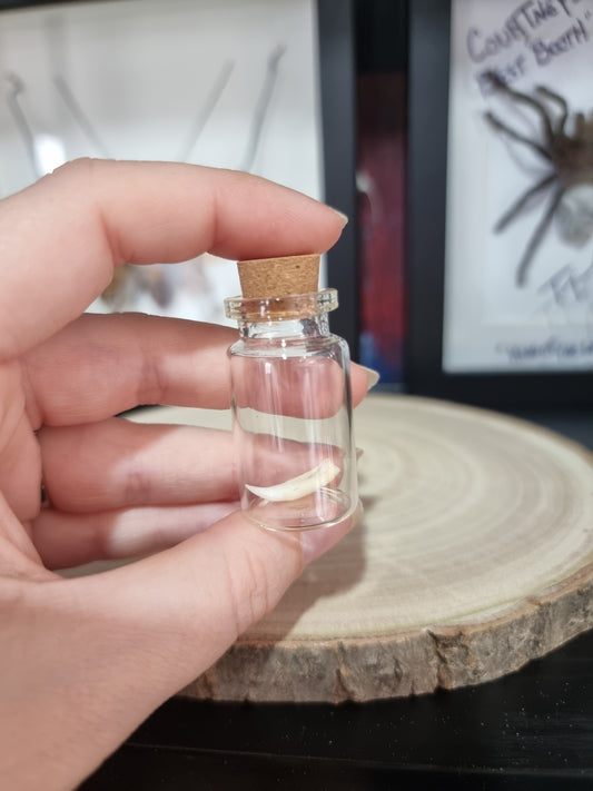 Nile Crocodile Tooth Small Jar