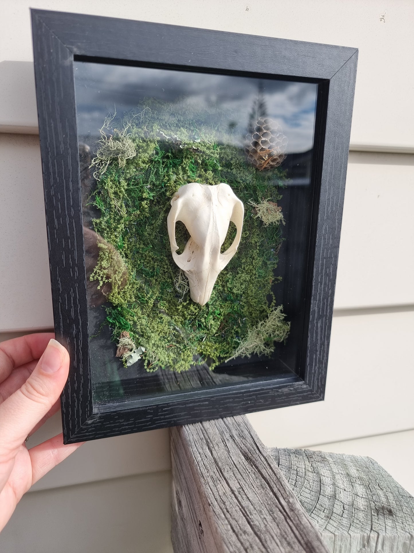 Framed Possum Skull with Wasp