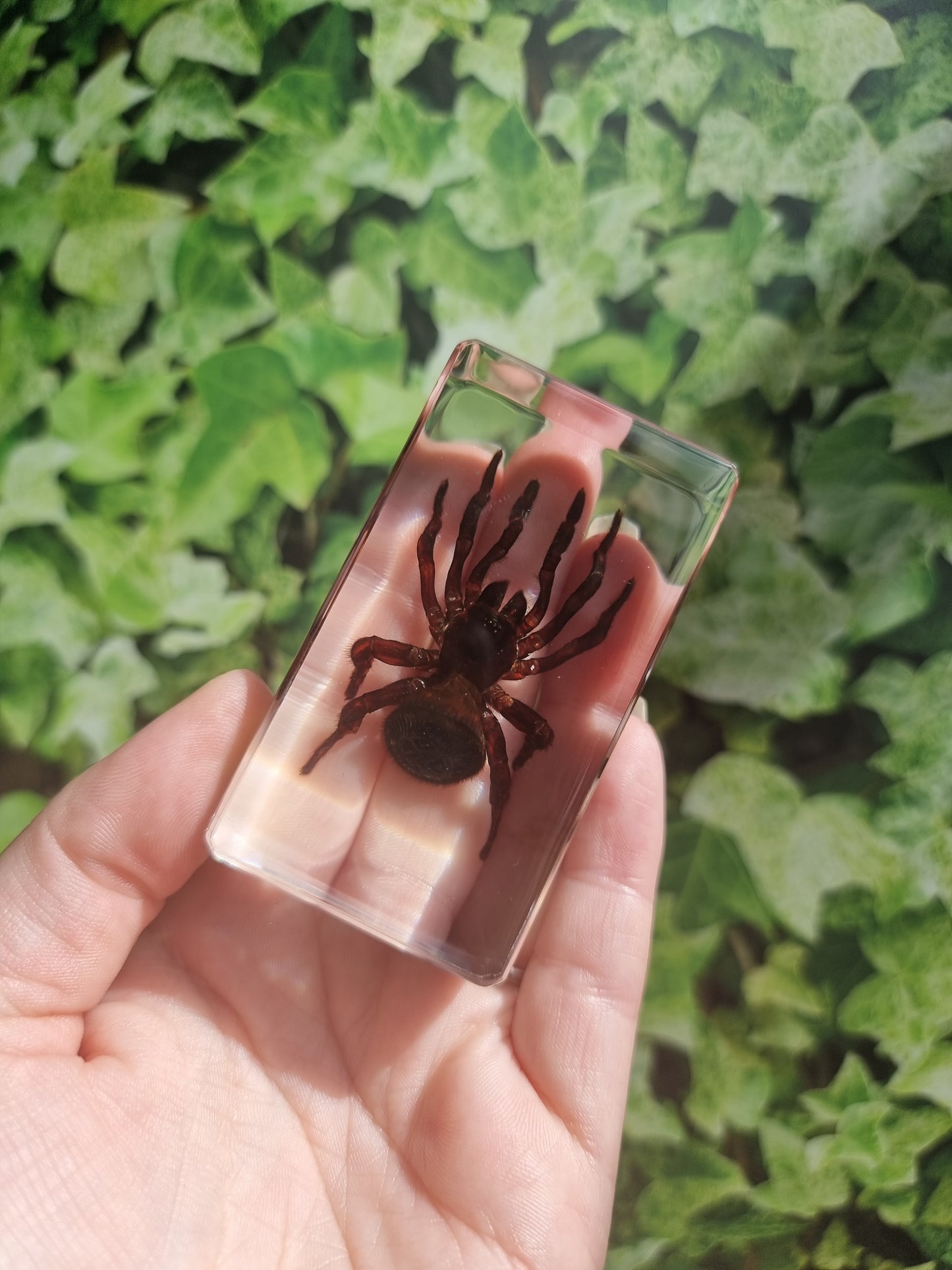 Hourglass Spider In Resin