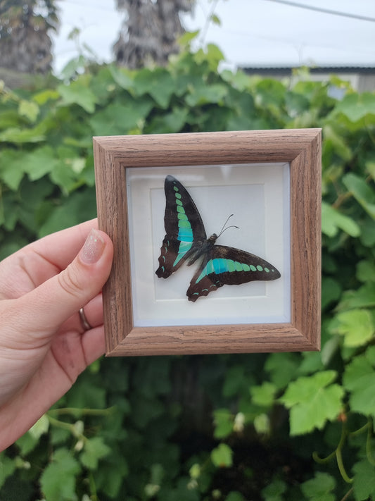 Mini Framed Butterfly