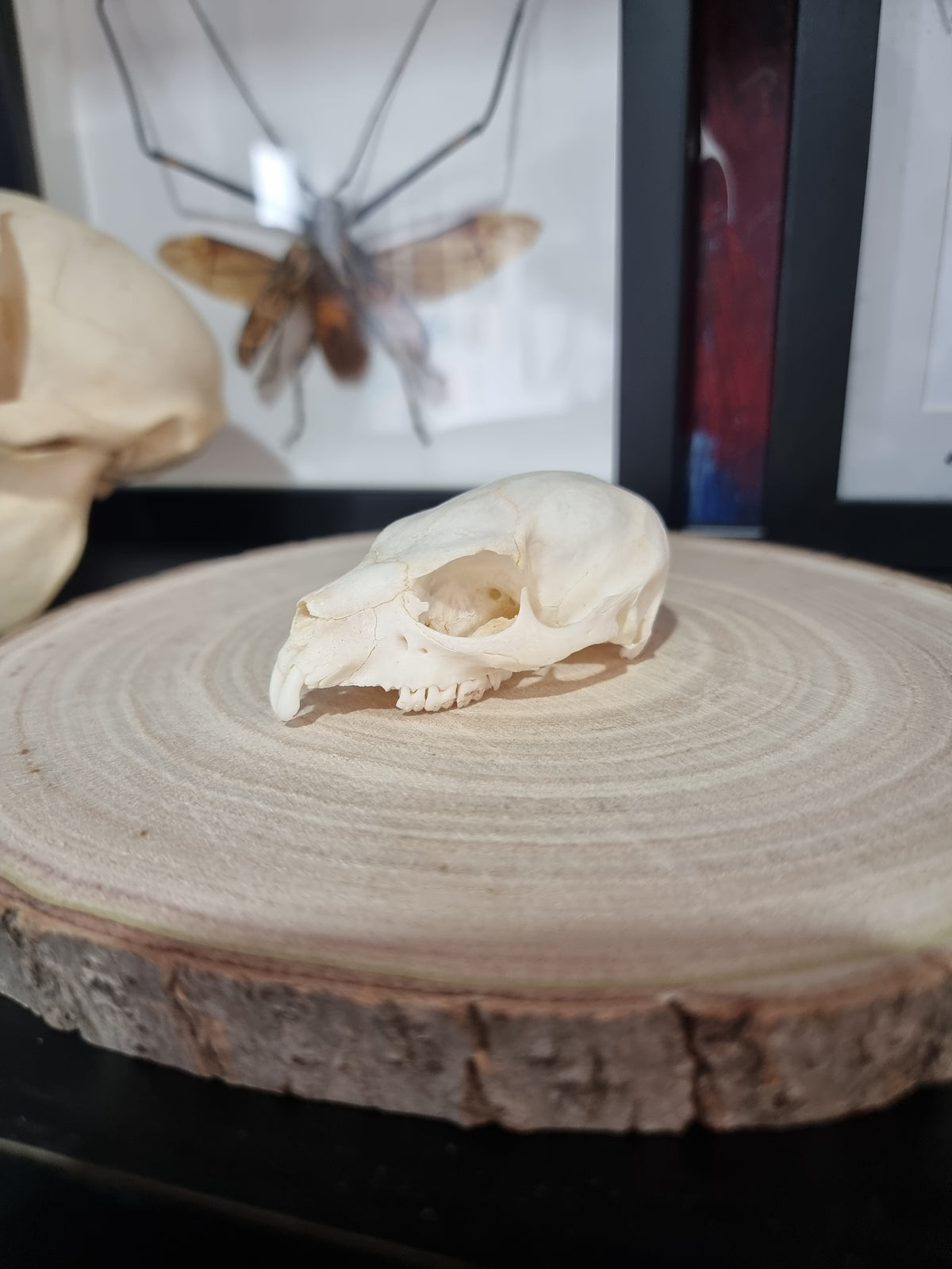 Rock Hyrax Half Skull #2