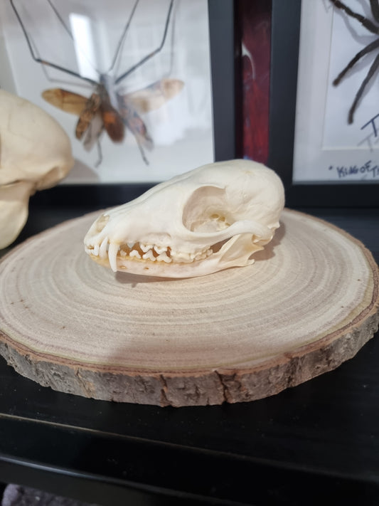 Cape Fox skulls #2