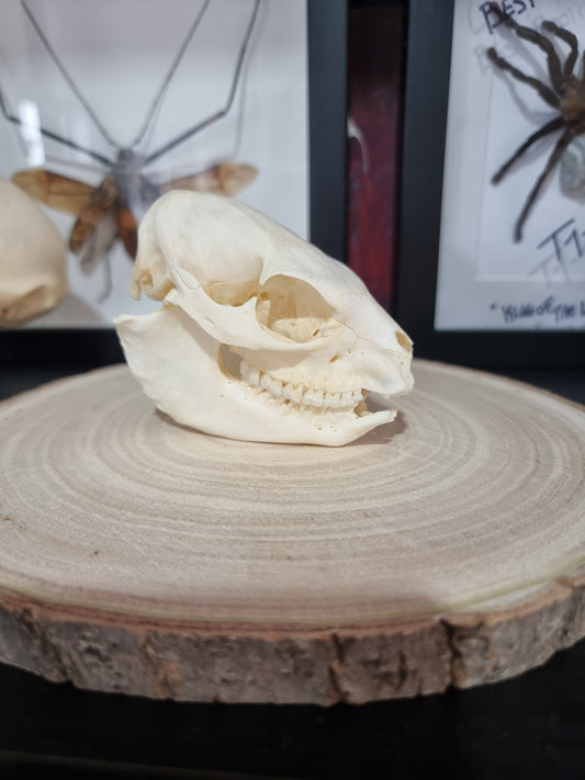 Rock Hyrax Skull #2