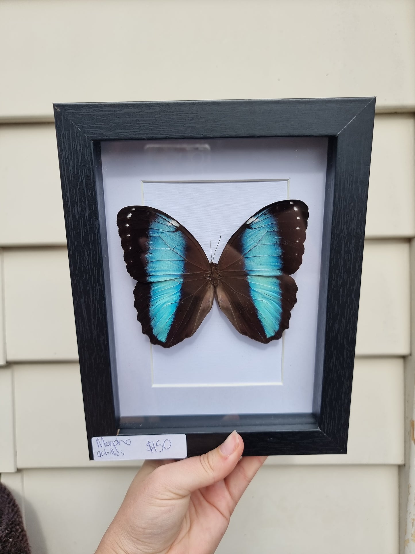 Framed Morpho Achilles