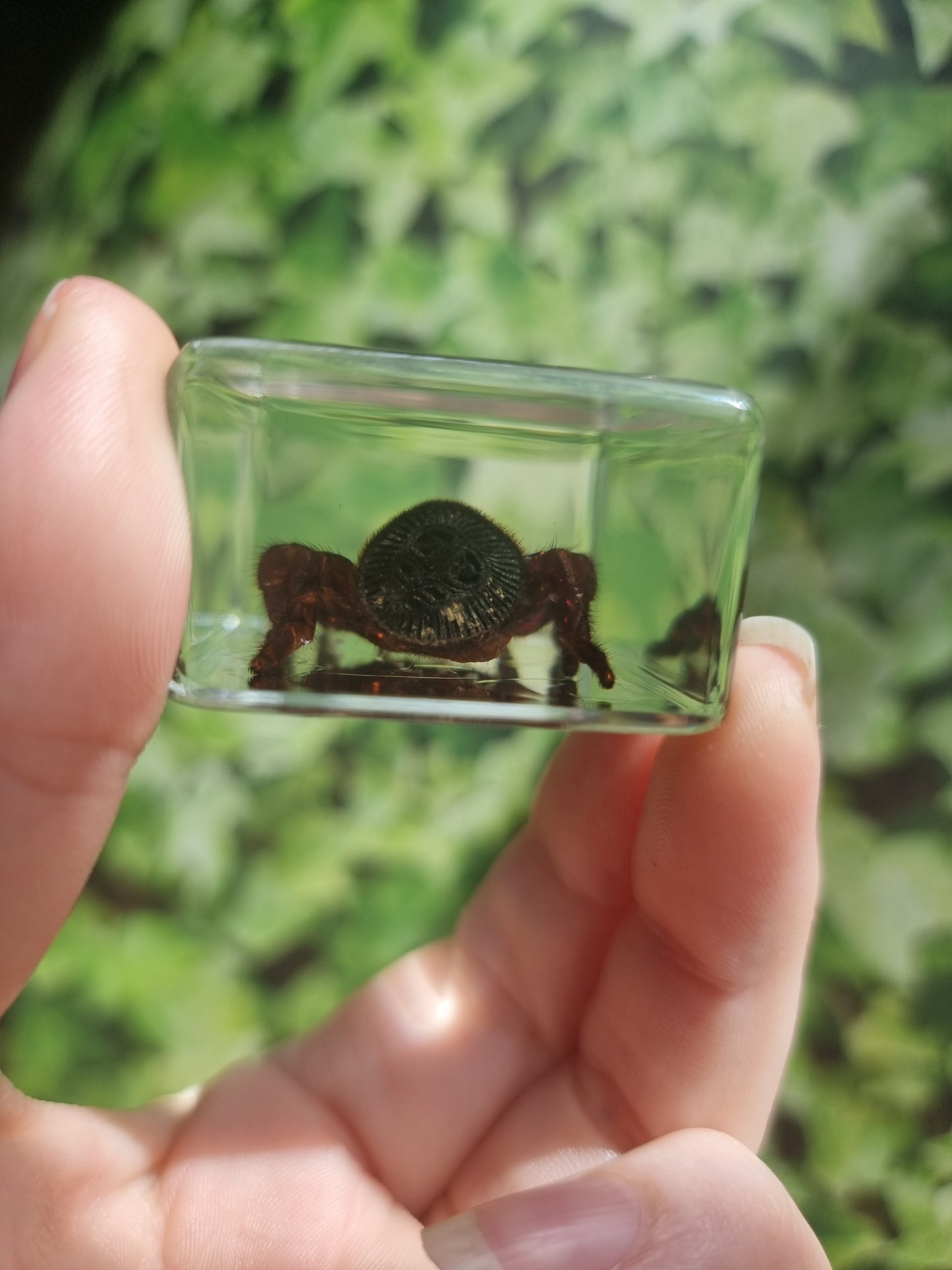 Hourglass Spider In Resin