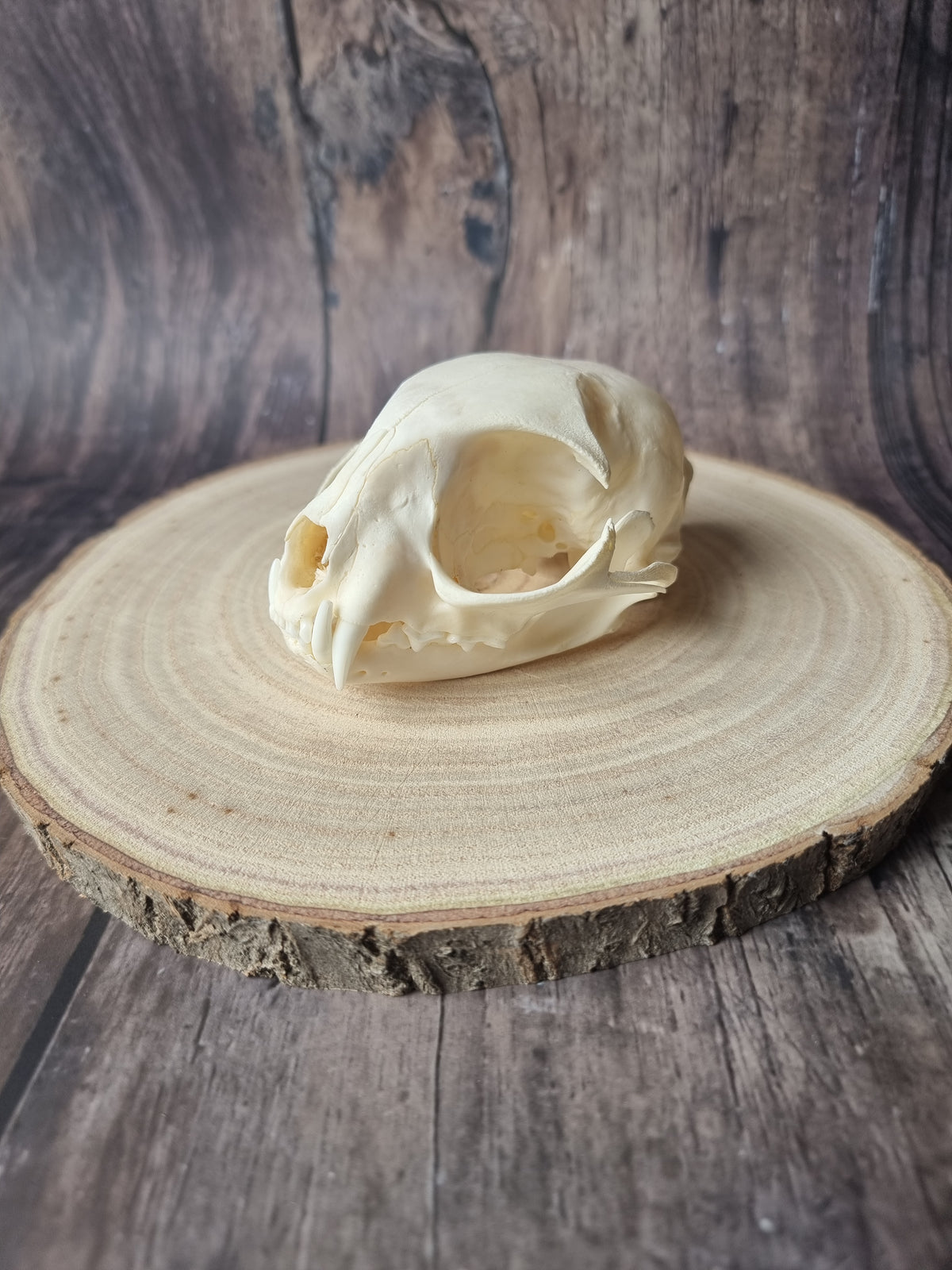 African Wildcat Skull #1