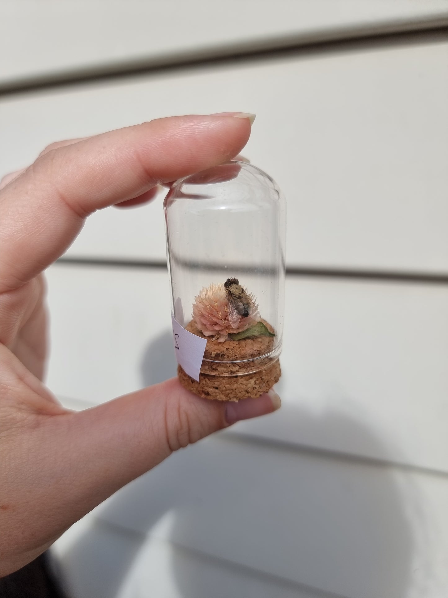 Mini Bee Dome #1