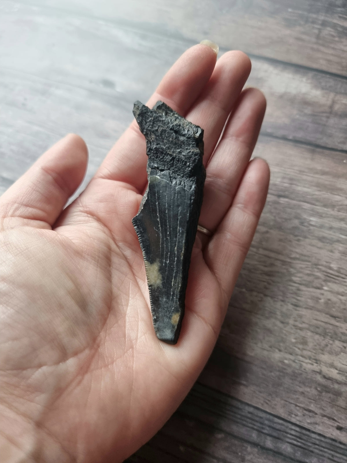 Large Megalodon Tooth Shard #8