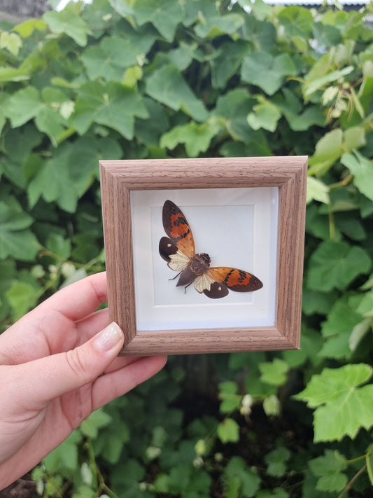 Mini Framed Cicada #1