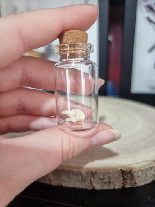 Jackal Tooth Small Jar