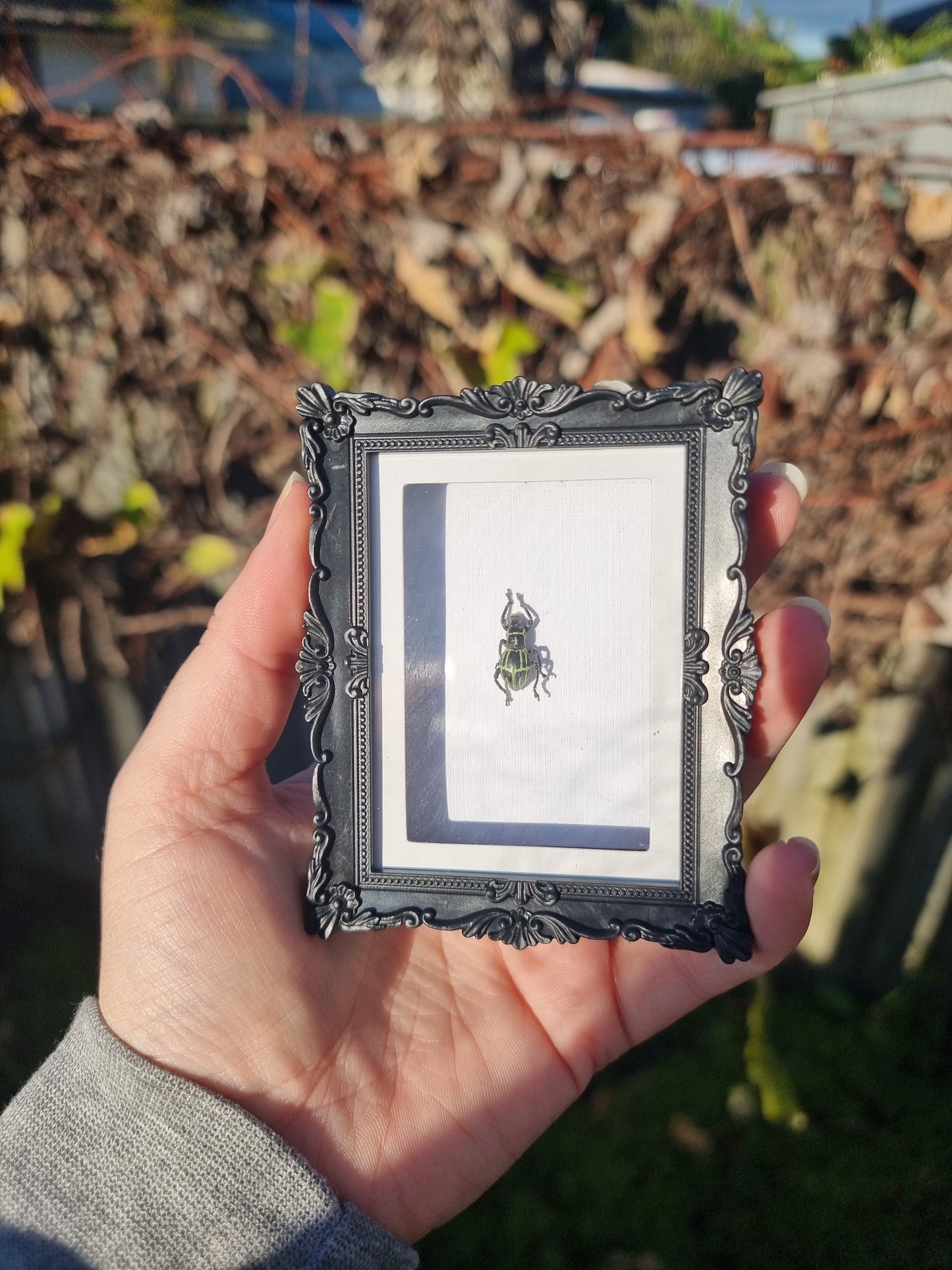 Mini Magnet Framed Dancing Weevil #11