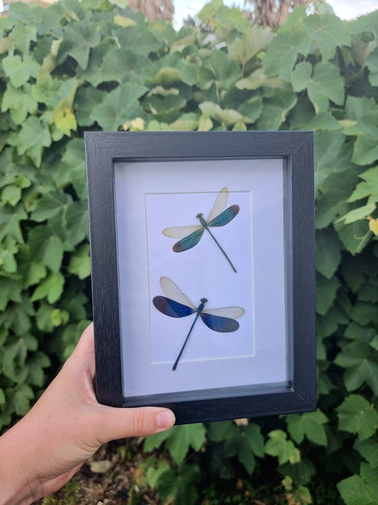 Framed Damselfly Duo