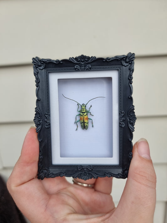 Mini Magnet Frame Long Horn Beetle #1