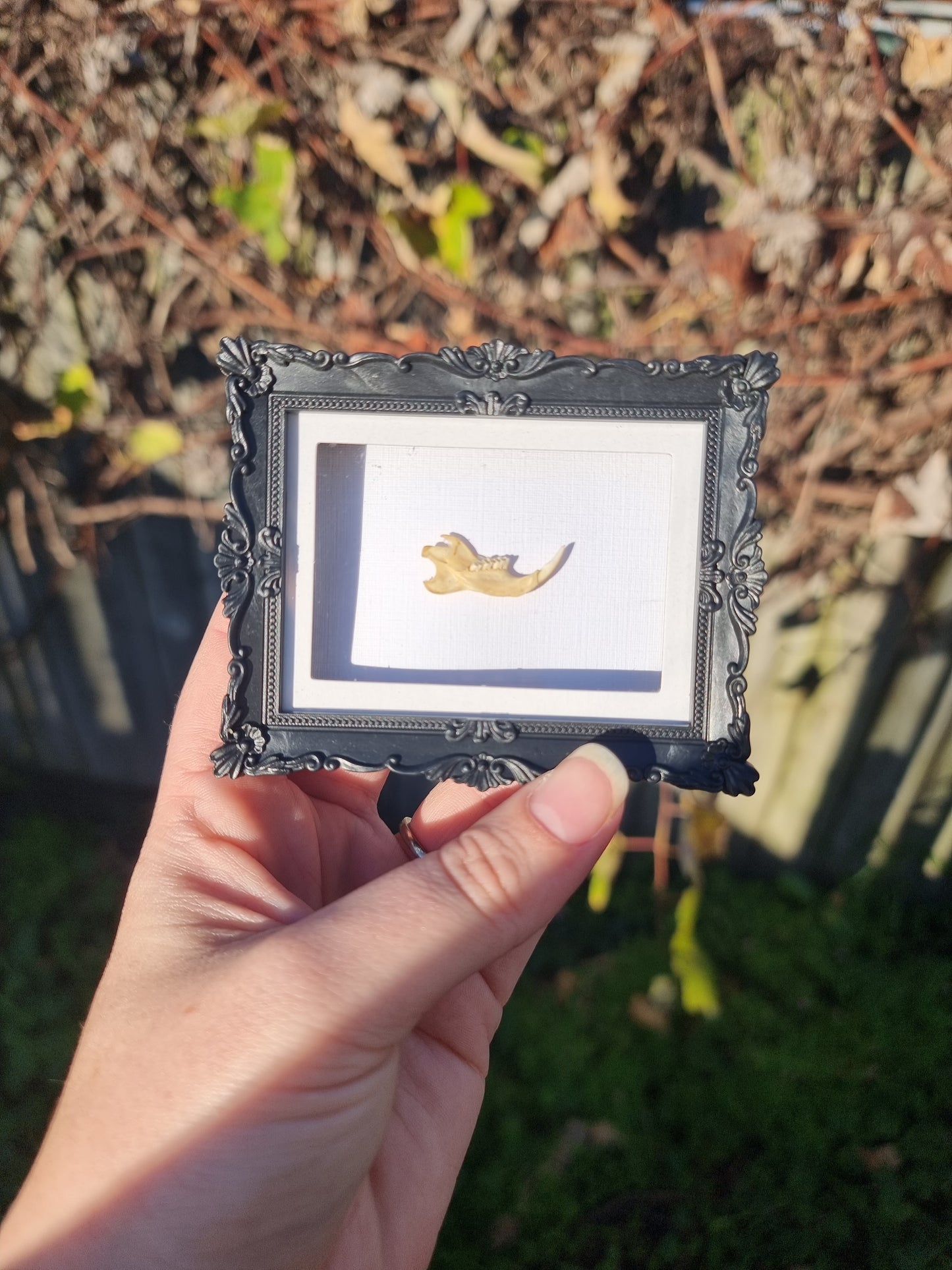 Mini Magnet Framed Rat Jaw #1