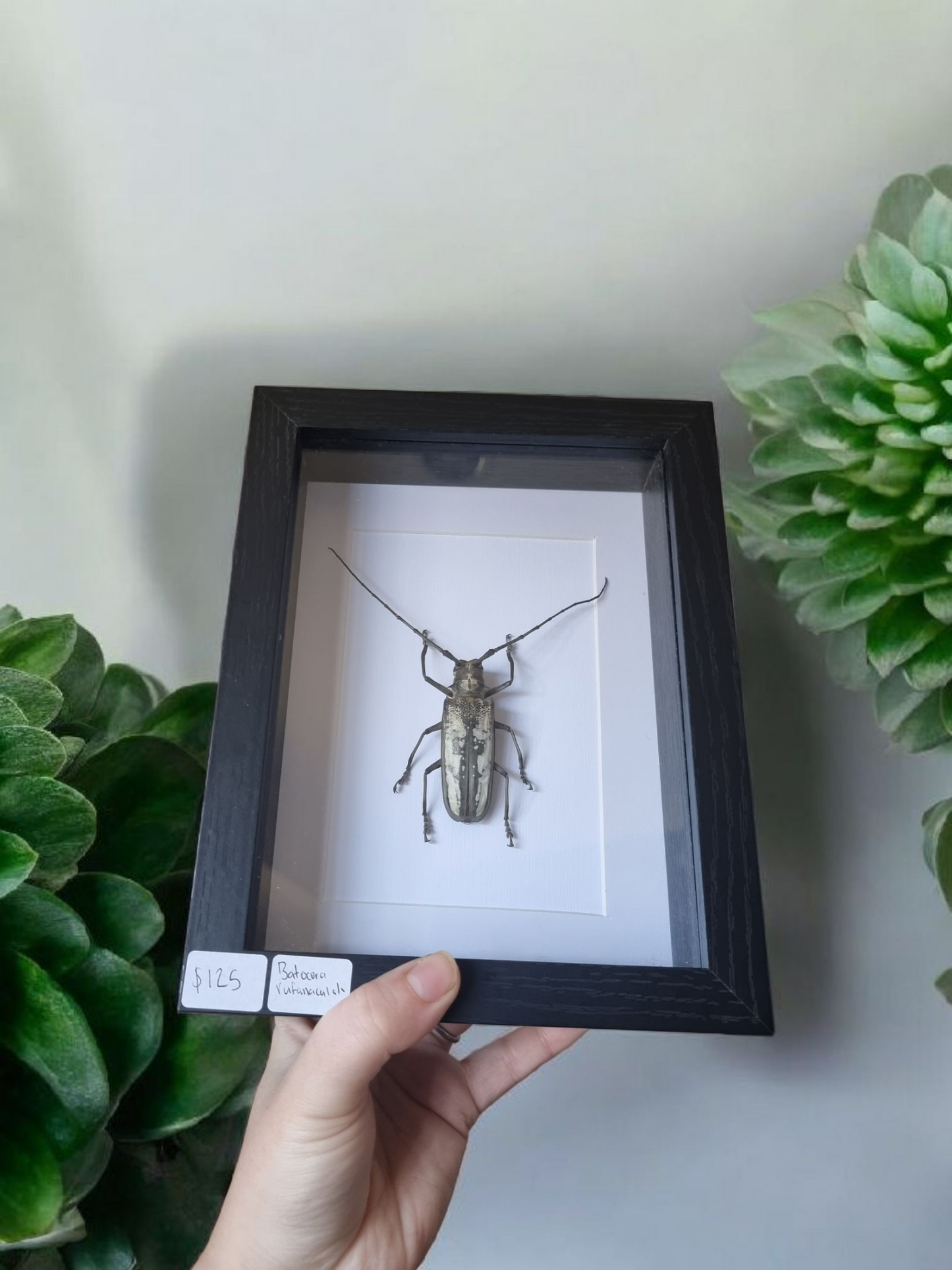 Framed Beetle #11