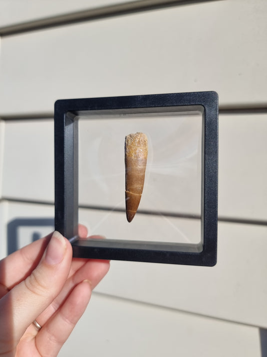 Plesiosaur Tooth #3