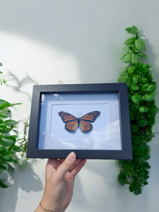 Framed Butterfly #77