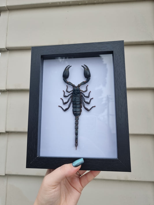 Framed Scorpion #2