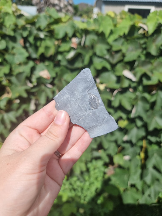 Elrathia Kingi Trilobite Fossil #6