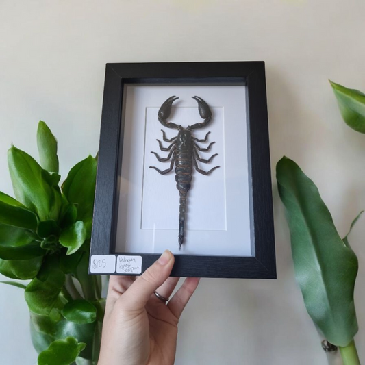 Framed Scorpion #1