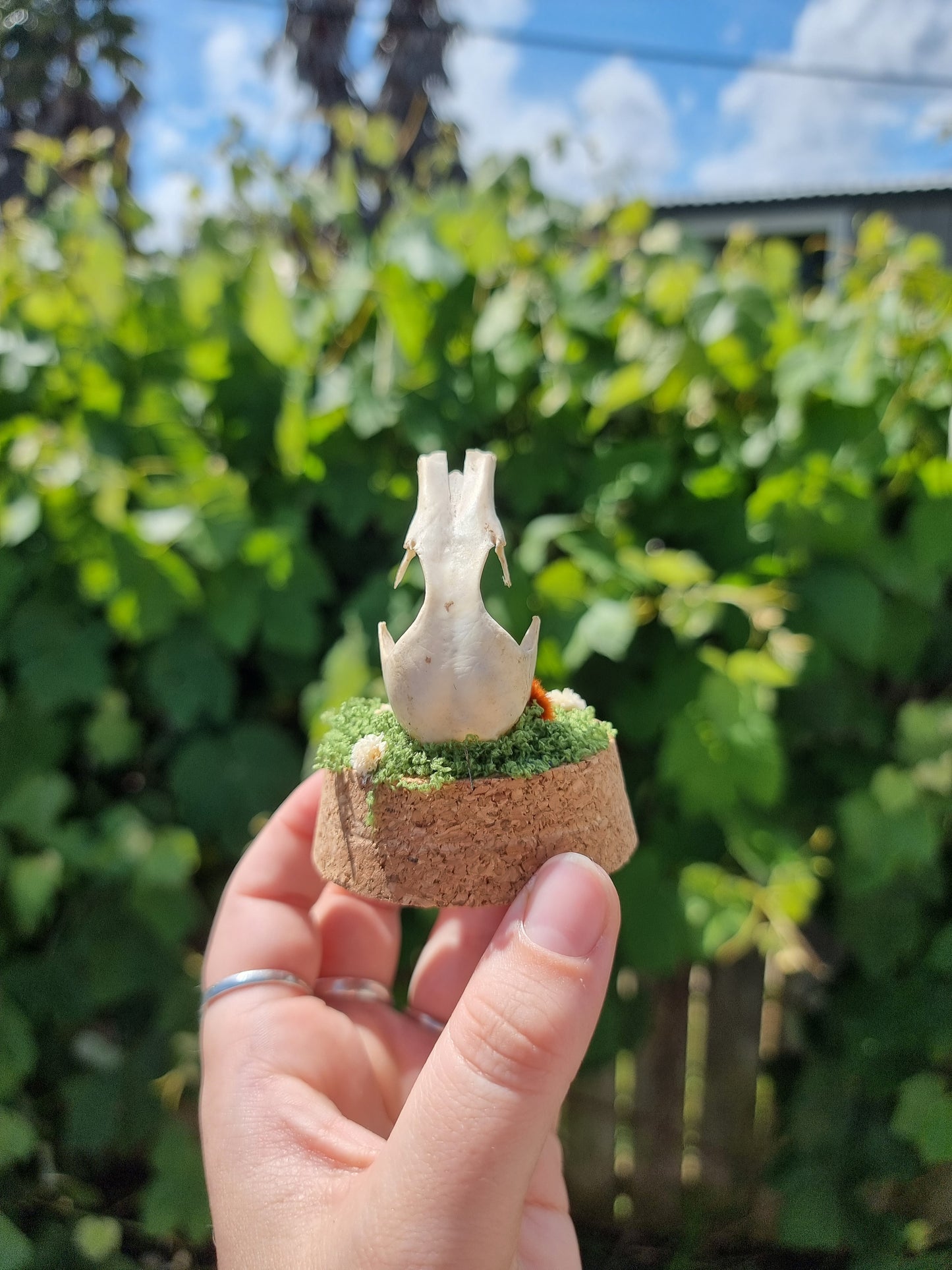 Partial Duck Skull Dome