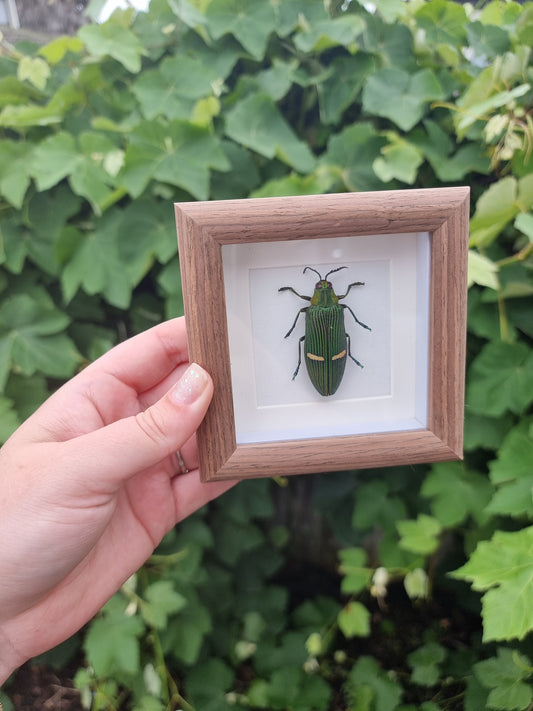 Mini Framed Beetle