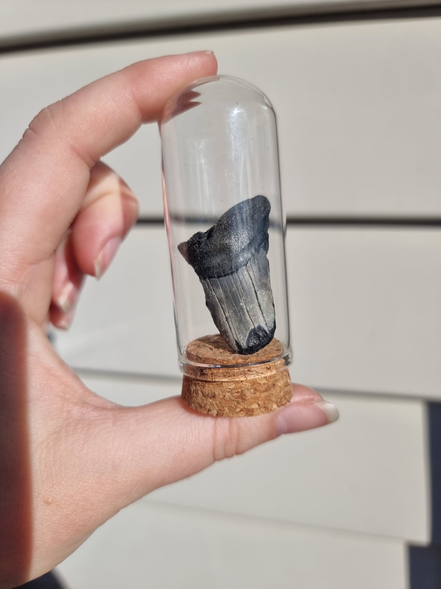 Megalodon Tooth Shard #8