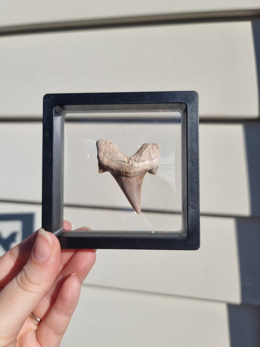 Otodus Fossilized Shark Tooth #5