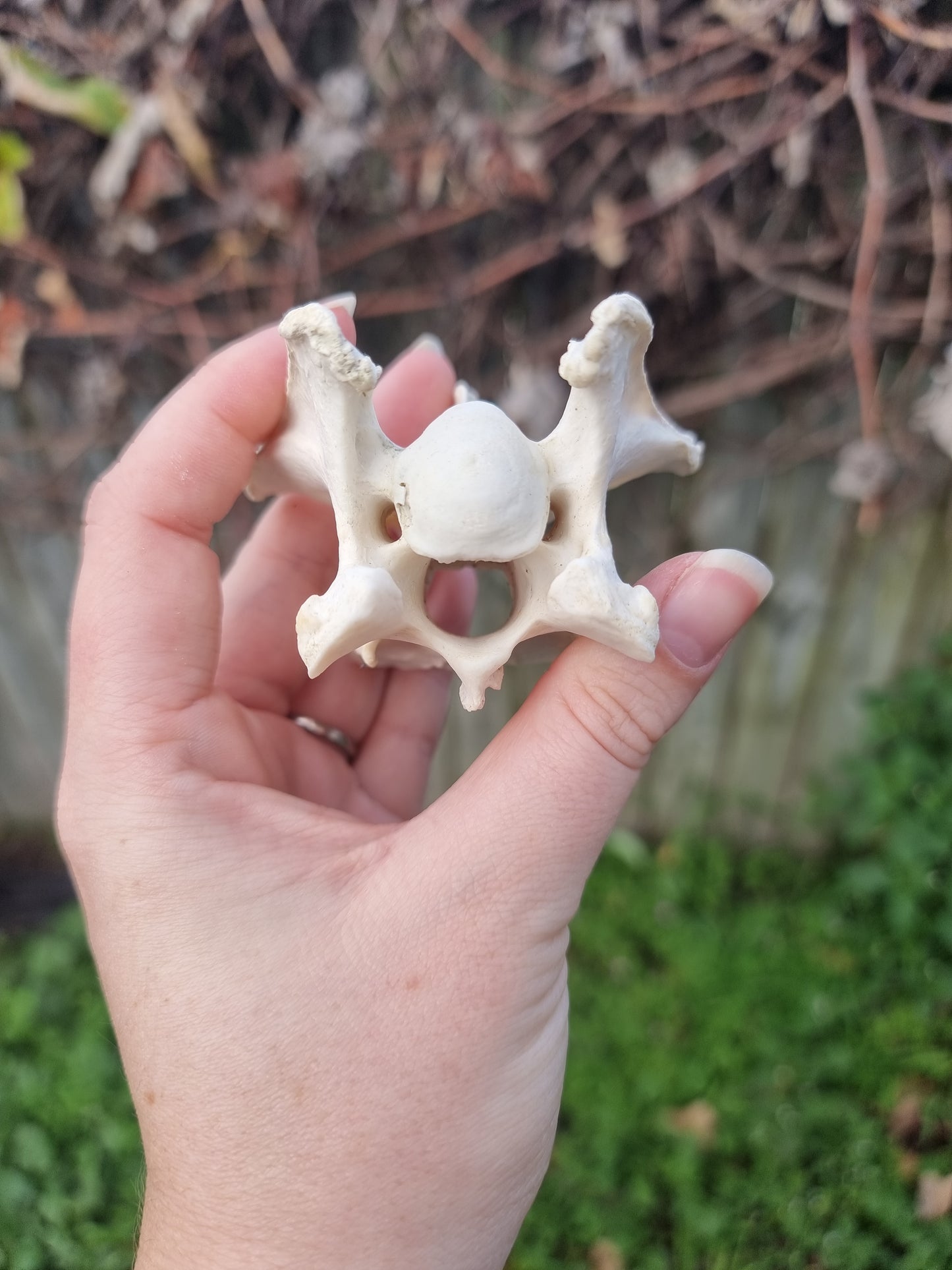Smiley Deer Vertebrae Bone