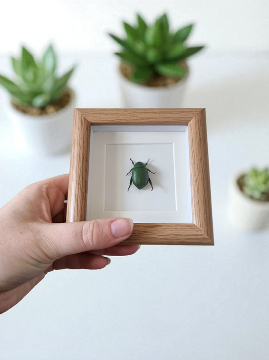 Mini Framed Beetle #5