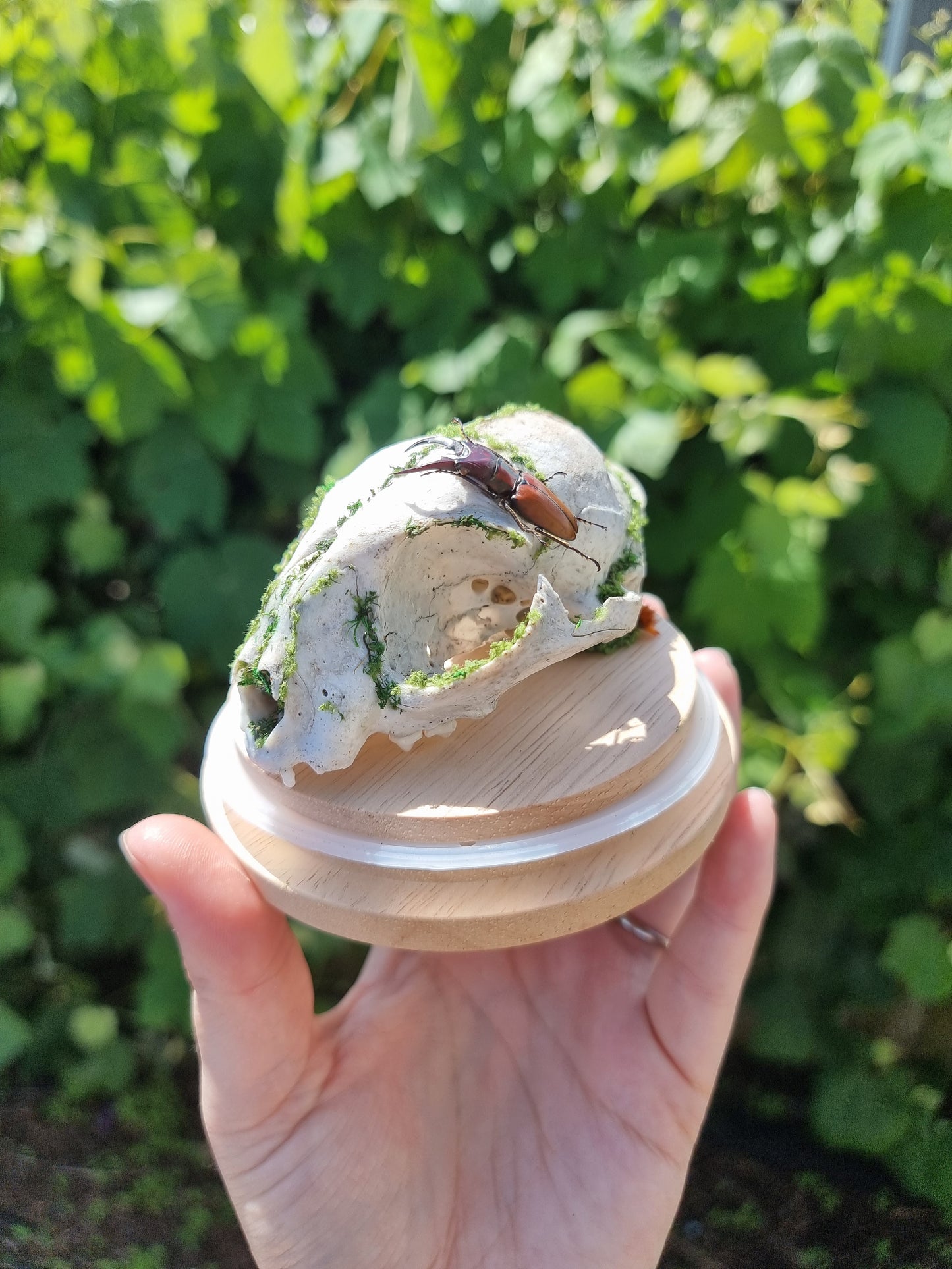 Feral Cat Skull Dome