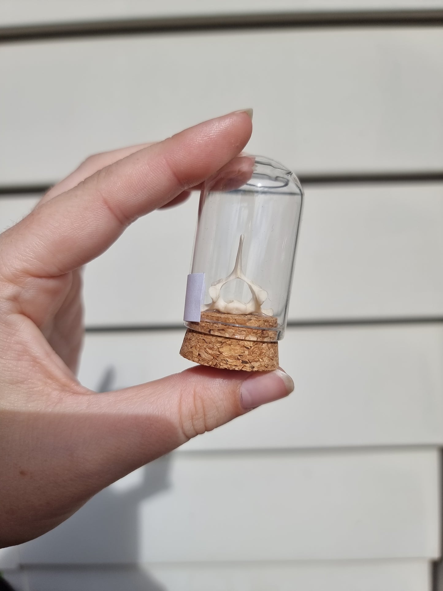 Vertebrae Mini Dome