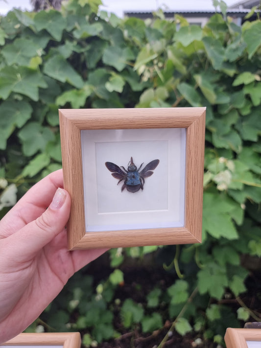 Mini Framed Bee #1