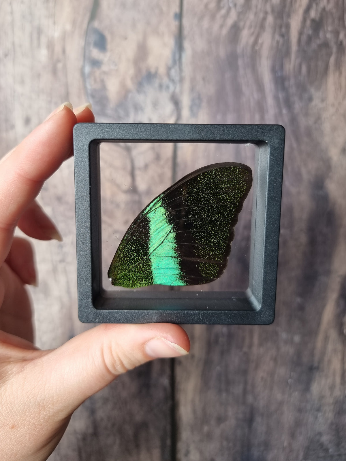 Green Swallowtail Butterfly Wing Floating Frame #1